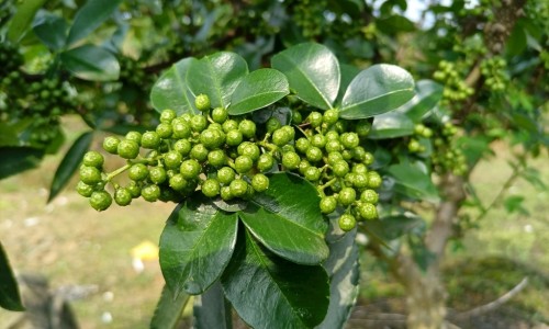 炒茴香籽功效网—知名的炒茴香籽的功效与作用网站,分享茴香籽炒香泡水的功效知识