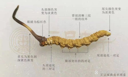 炒茴香籽功效网—知名的炒茴香籽的功效与作用网站,分享茴香籽炒香泡水的功效知识