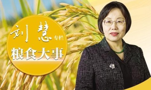 炒茴香籽的正确做法-炒茴香籽功效网—知名的炒茴香籽的功效与作用网站,分享茴香籽炒香泡水的功效知识