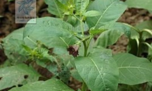 炒茴香籽功效网—知名的炒茴香籽的功效与作用网站,分享茴香籽炒香泡水的功效知识