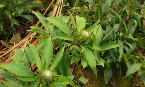 炒茴香籽功效网—知名的炒茴香籽的功效与作用网站,分享茴香籽炒香泡水的功效知识